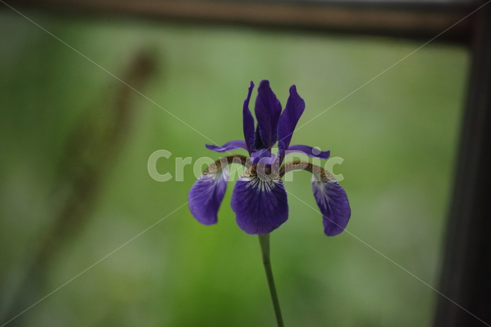 붓꽃,꽃,봄,siberianiris,lesiris