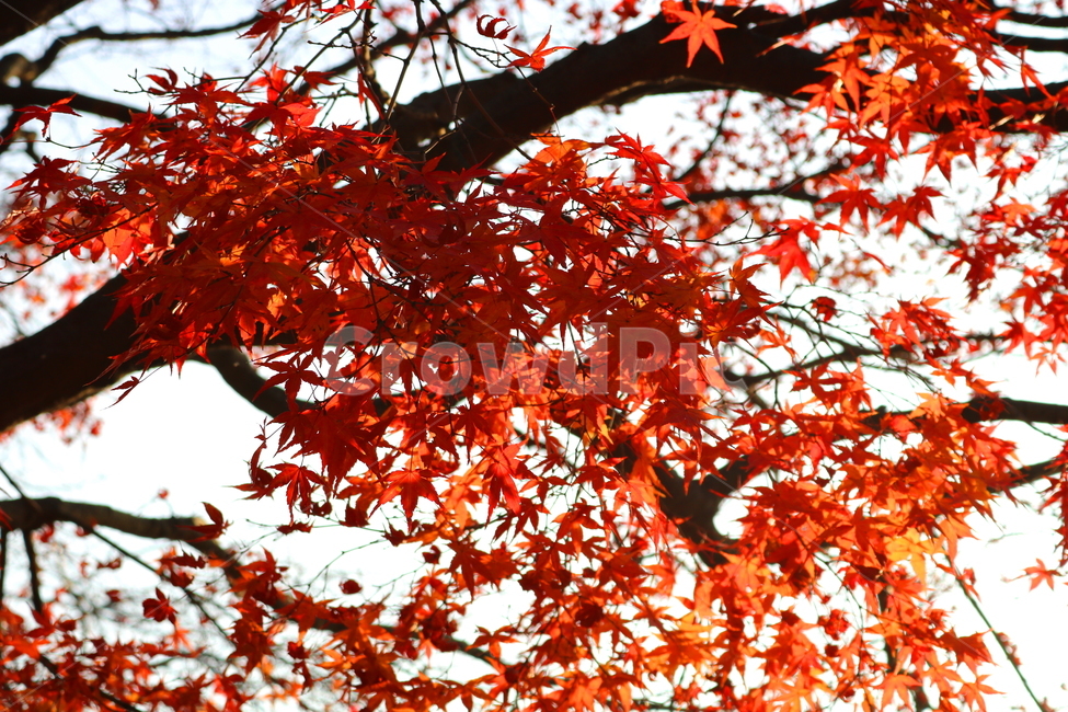단풍,단풍나무,나무,가을,자연,가을,계절,fall,autumn,season,식물,자연,plants,nature,leaf,잎,plant,tree,maple