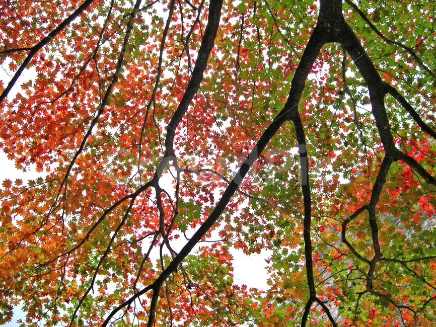 단풍,가을,나무,컬러,컬러풀,가지,자연,풍경,nature,landscape,가을,계절,fall,autumn,season,plant,식물,leaf,잎,tree