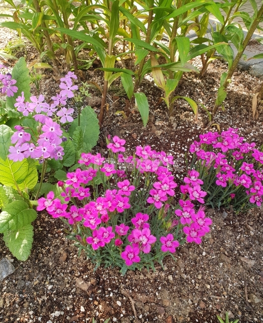 꽃,식물,자연,힐링,flower,다홍,분홍,숲,식물,자연,plants,nature,꽃,flower