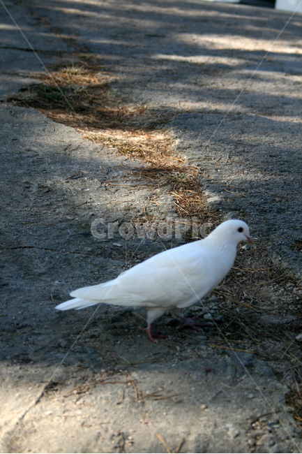 하얀비둘기,비둘기,조류,하얀,평화,순수,동물,animal,조류,새,birds