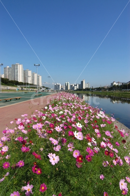 코스모스,꽃,강,강변,공원,도시,도심,아파트,빌딩,풍경,하늘,가을,계절,fall,autumn,season,도시,풍경,city,landscape,한국도시풍경,한국도시경관,korea cityscape,식물,자연,plants,nature,꽃,flower,plant,geranium,제라늄,blossom