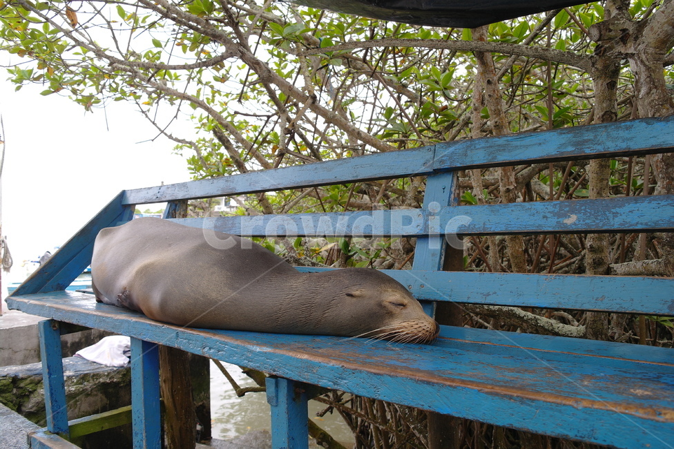 바다사자,동물,바다동물,갈라파고스,남미,물개,동물,animal,포유류,mammal