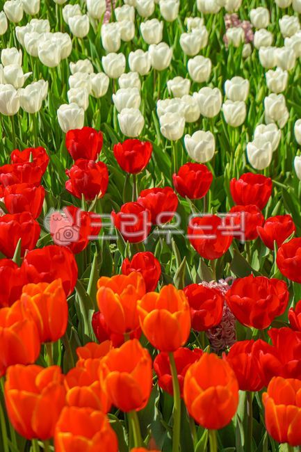 튤립,tulip,꽃,붉은꽃,흰꽃,봄,봄꽃,컬러풀,붉은색