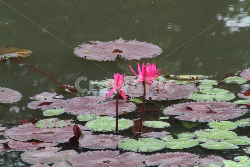 연,수련,꽃,식물,waterlily,식물,자연,plants,nature,꽃,flower
