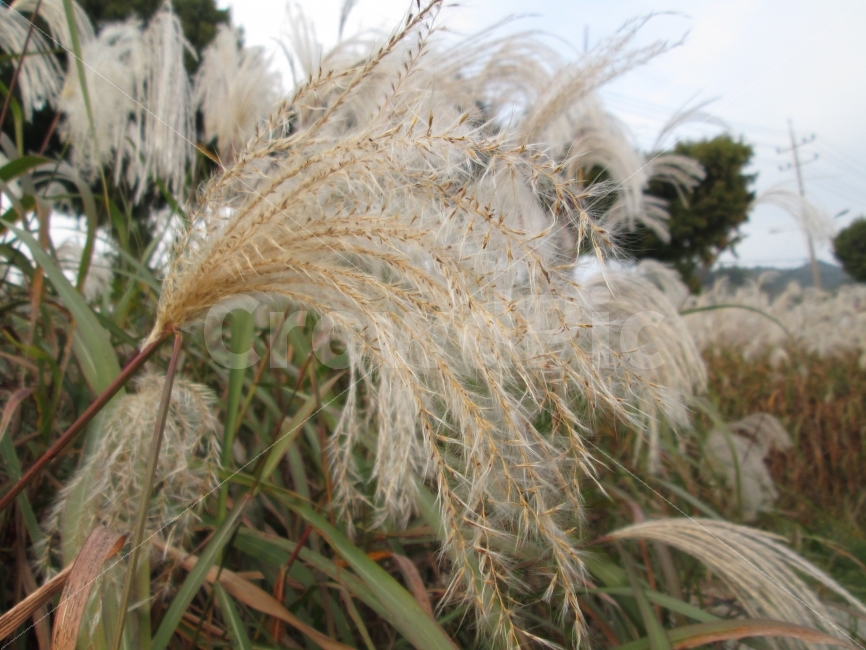 갈대,가을,갈대밭,식물,자연,가을느낌,가을,계절,fall,autumn,season,식물,자연,plants,nature,grass,잔디,plant,lawn