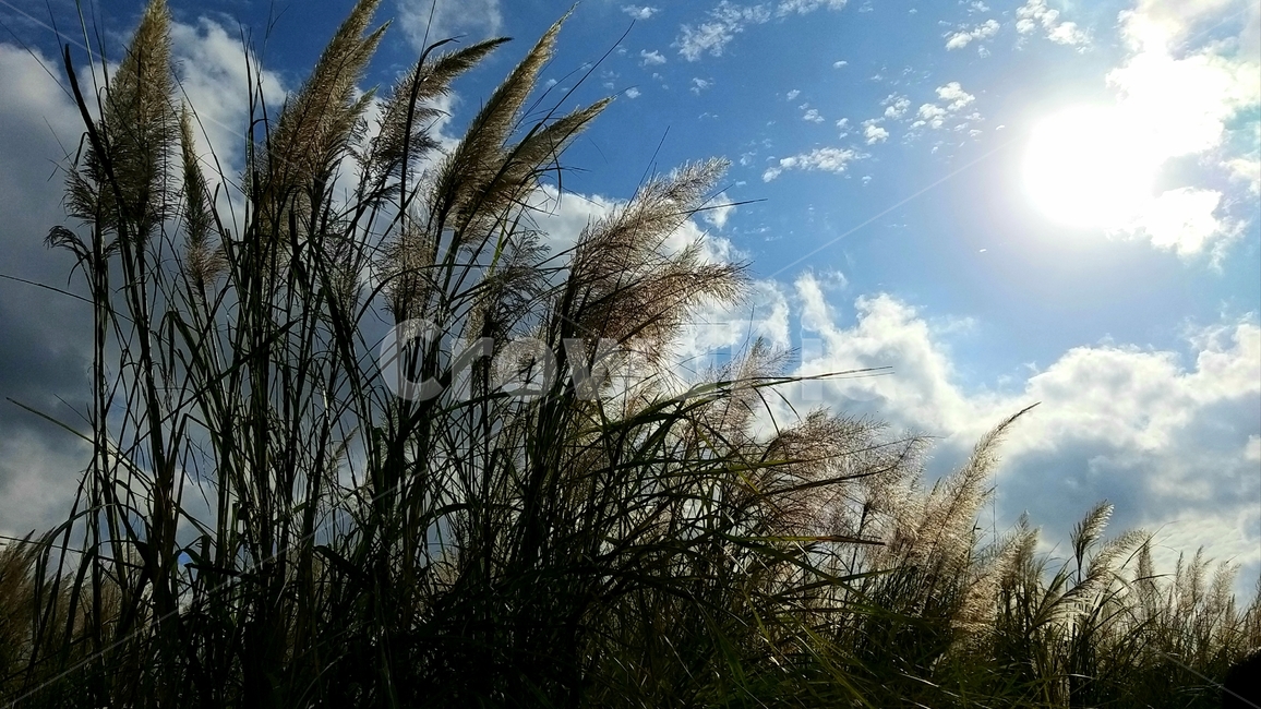 갈대,가을,들판,햇빛,풍경,풀,하늘,구름,plant,식물