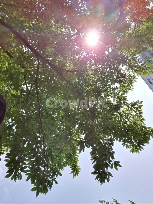 여름,태양,힐링,숲,캠핑,산책,여유,쉼,바람,나무