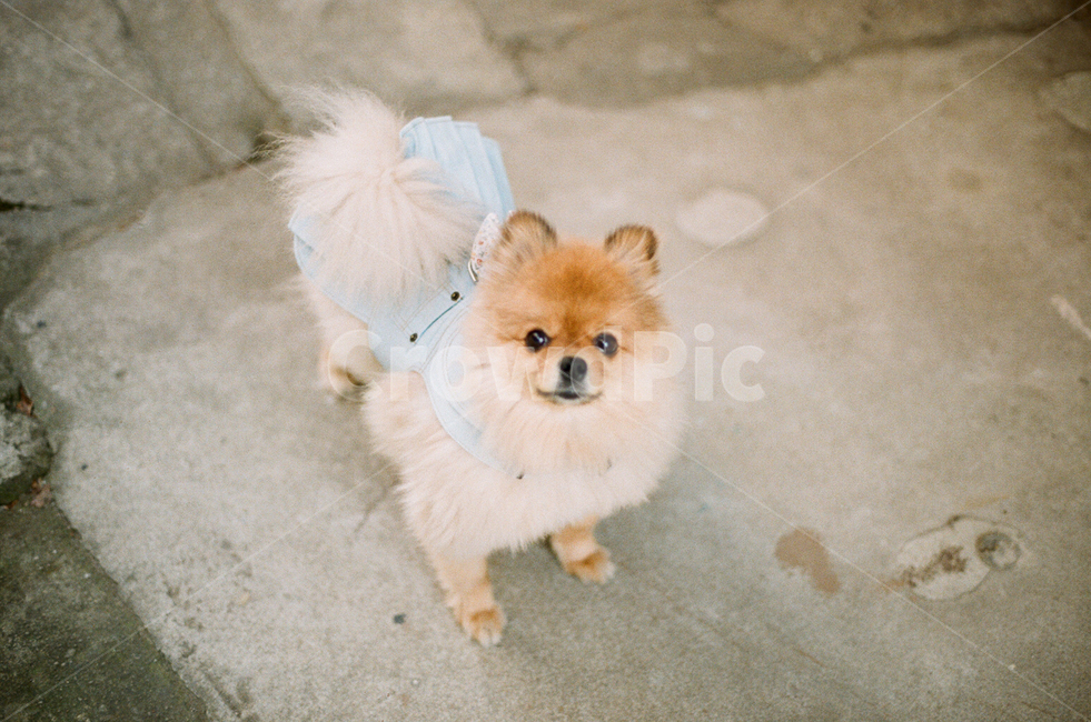 포메라니안,반려견,가족,강아지,동물,필름사진,사랑해,사랑,귀여운,pomeranian,dog,love,animal,film,family,동물,animal,포유류,mammal,개,강아지,dog,doggy