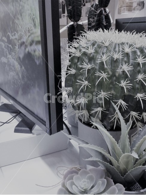 선인장,책상,데스크,화분,cactus,가시,미니화분,미니선인장,풀,줄기,desk,인테리어,식물,flowerpot,pot,plants,plant,실내용화초,화분,화초,house plant