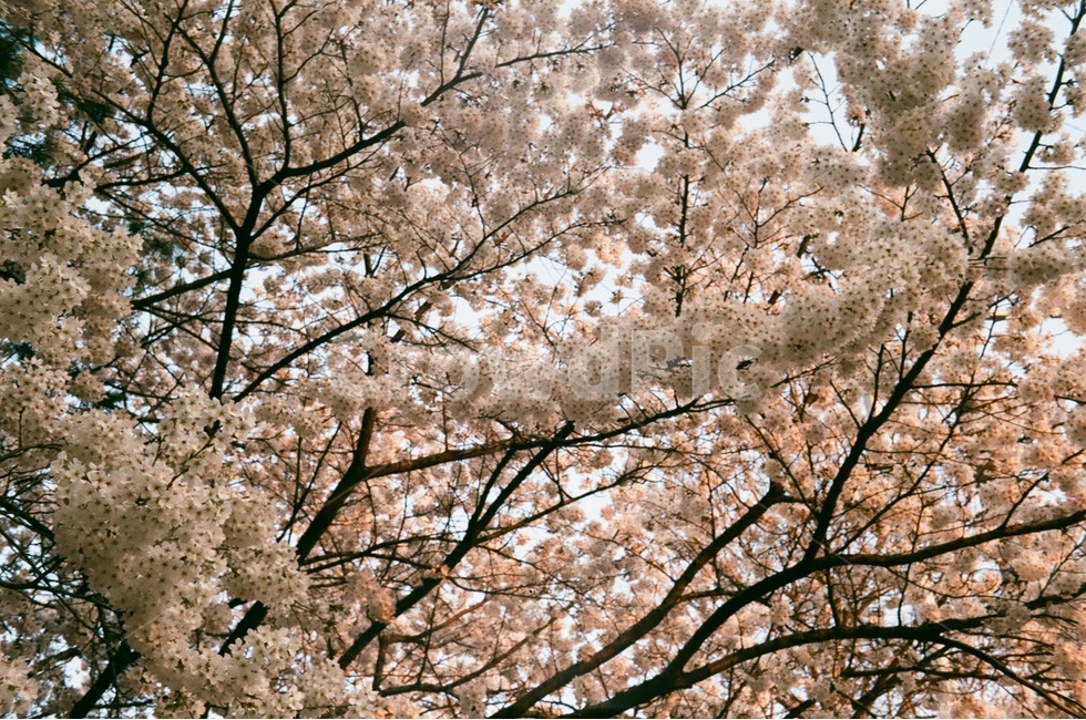 plant,식물,flower,blossom,꽃,벚꽃,봄,spring,봄,계절,spring,season,식물,자연,plants,nature,꽃,flower