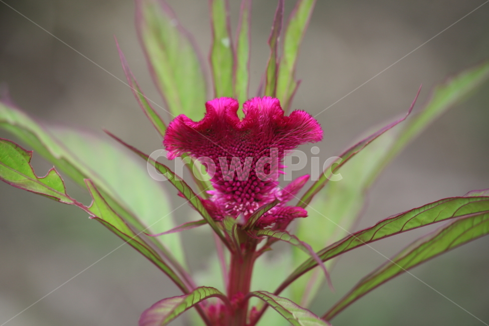 맨드라미,꽃,식물,cockscomb,flower