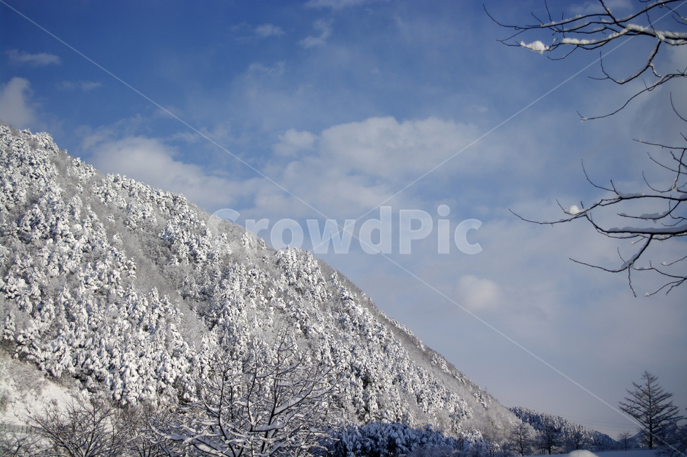 겨울,눈,설경,풍경,나무,설산,산,겨울,계절,winter,season