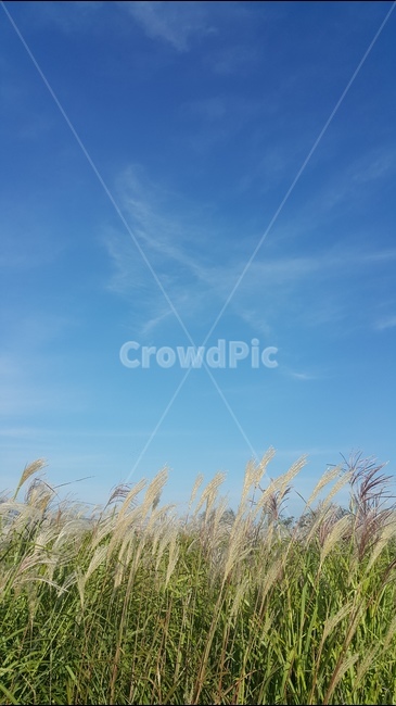 갈대,숲,풍경,가을하늘,맑은날,자연풍경,하늘사진,바다풍경,도시풍경,풍경사진,감성사진,일상풍경,하늘감성,바다감성,구름사진,노을사진,푸른하늘,바다뷰,도시스냅,건물사진,건축사진,풍경스타그램,감성스타그램,사진기록,여행감성,힐링풍경,자연사진,풍경기록,일상사진,하늘구름,도시감성,바다하늘,뷰맛집,감성풍경,자연,풍경,nature,landscape,plant,식물,grass,잔디,lawn,reed
