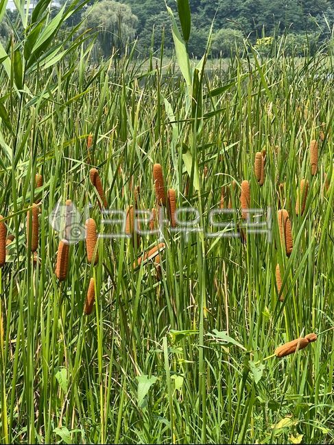 vegetation,초목,reed,갈대,부들,부들개지,풀,자연,가을,여름,공원,물가