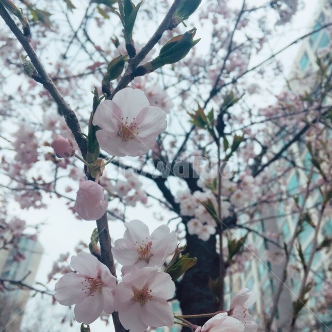 봄,벚꽃,꽃,cherryblossms,spring,봄,계절,spring,season,식물,자연,plants,nature,꽃,flower,plant,blossom