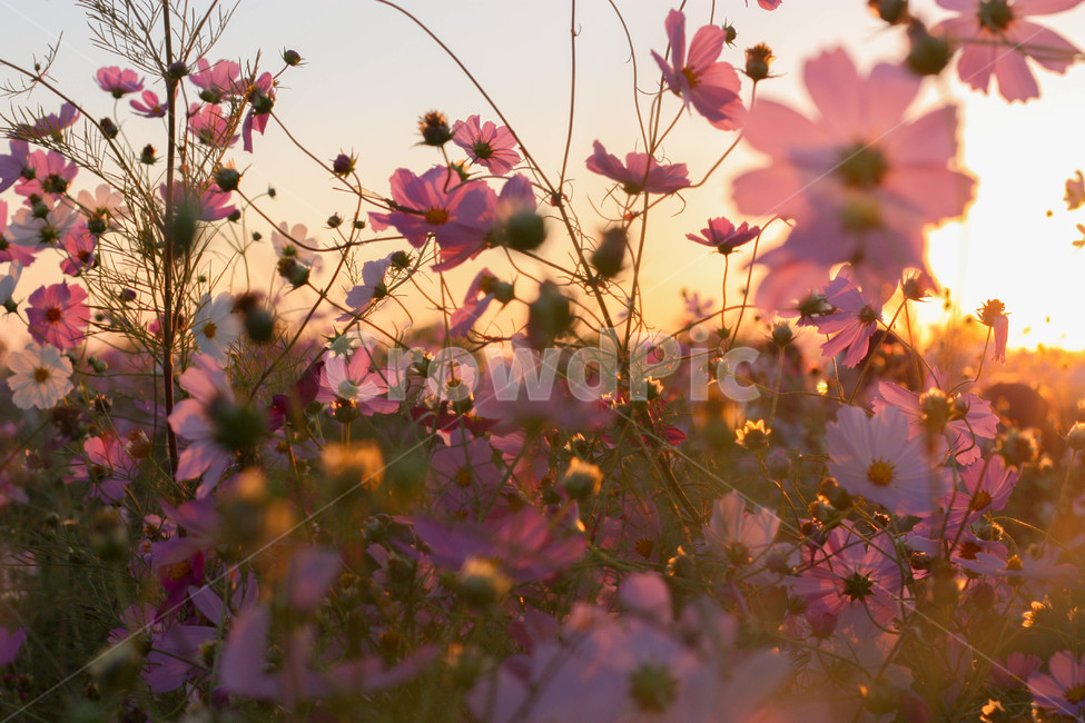 가을,코스모스,저녁노을,감성,꽃놀이,가을,계절,fall,autumn,season,식물,자연,plants,nature,꽃,flower,plant,leaf,잎,blossom,petal,꽃잎