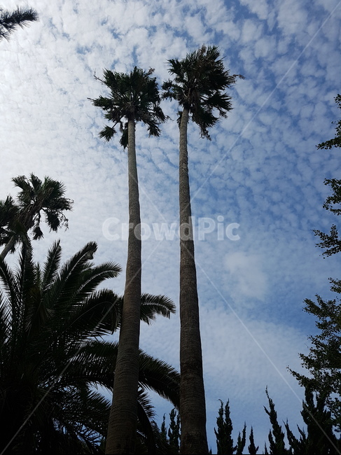 나무,tree,야자수,식물,제주도