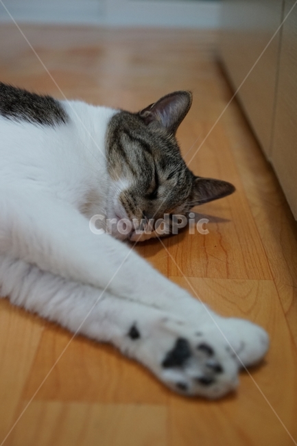 고양이,애완동물,반려동물,숙면,잠,동물,animal,포유류,mammal,고양이,cat,kitten,kitty