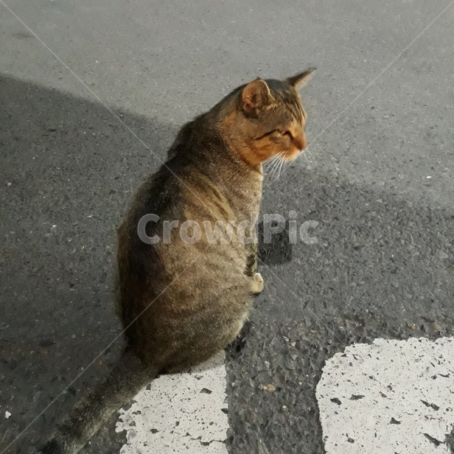 고양이,길고양이,길냥이,냥이,검은고양이,동물,animal,포유류,mammal,고양이,cat,kitten,kitty