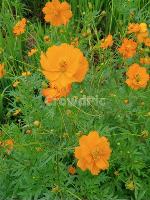 코스모스,가느다란코스모스,식물,꽃,주황꽃,식물,자연,plants,nature,꽃,flower
