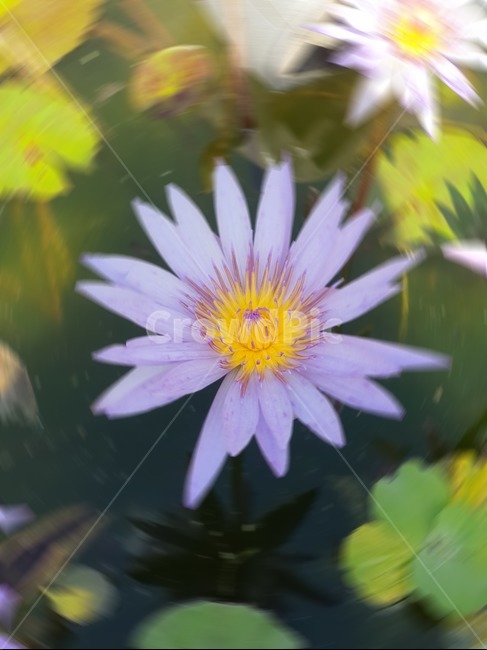 꽃,flower,자연,plant,보라꽃,식물,자연,plants,nature,꽃,flower