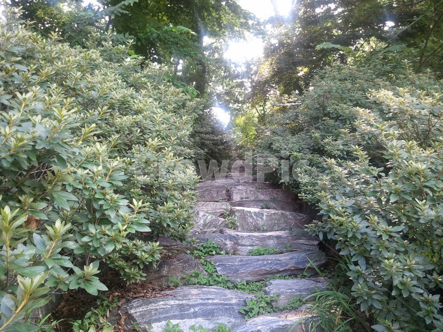 계단,통로,path,식물,나무
