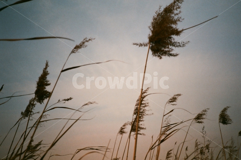 가을,해질녘,sunset,감성,식물,나무