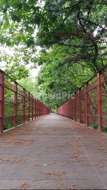숲,산책로,우듬지탐방로,우듬지,숲길,forest,forestroad,자연,풍경,nature,landscape,garden,정원,outdoors,옥외,arbour,정자