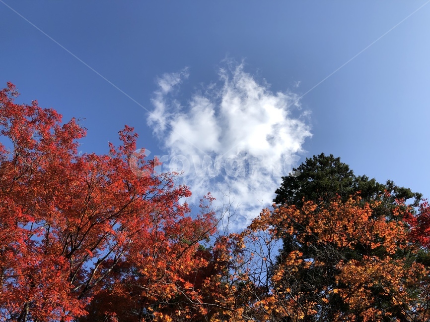 구름,하늘,나무,단풍,maple,leaf,가을,계절,fall,autumn,season