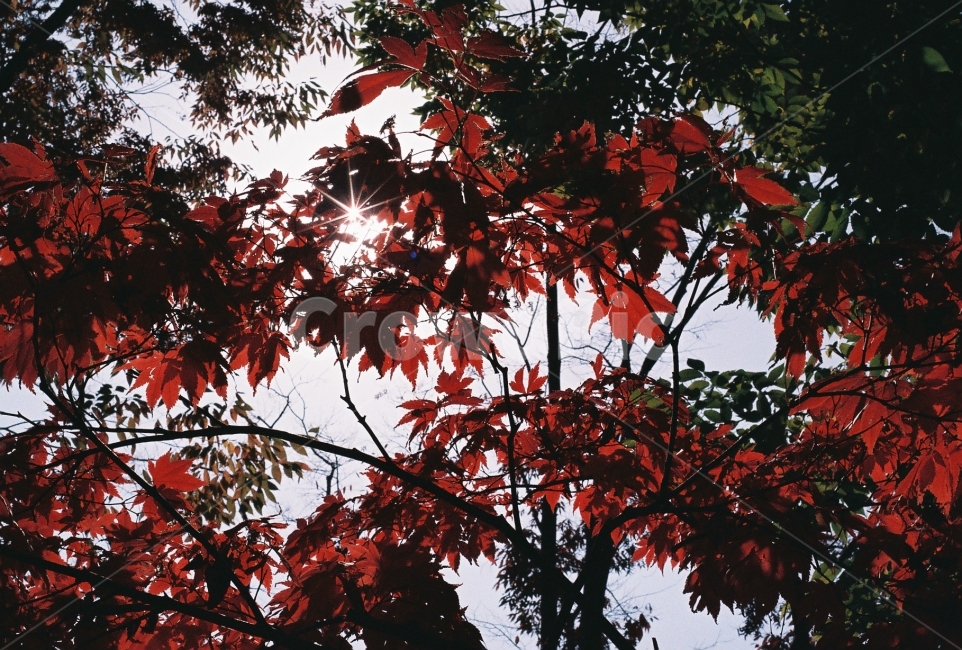 빛망울,단풍,가을,감성사진,필름사진,NikonEM,가을,계절,fall,autumn,season,식물,자연,plants,nature,감성,sensible,feeling,leaf,잎,plant,tree,나무,maple