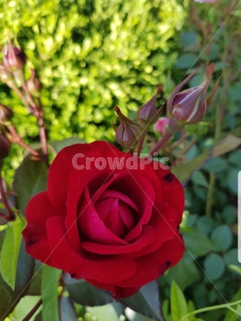 꽃,장미,식물,빨강장미,빨강,꽃,flower