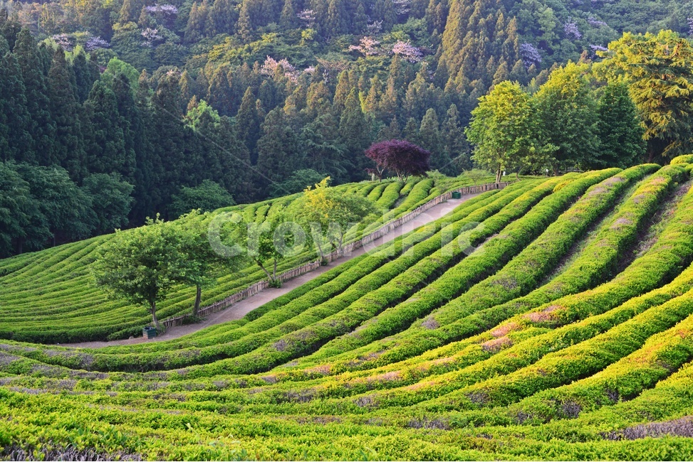 보성,보성대한다원,대한다원,대한다원아침,대한다원봄,nature,자연,outdoors,옥외,자연,풍경,nature,landscape