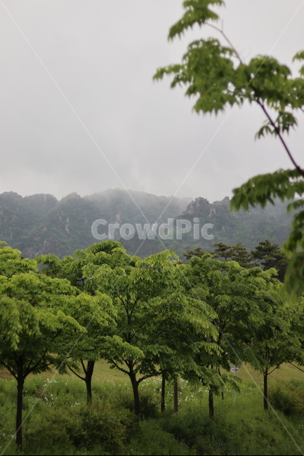 용봉산,구름,비,나무,봄,흐림,자연,풍경,nature,landscape,한국자연풍경,한국자연경관,korea nature landscape,outdoors,옥외