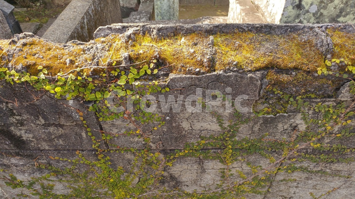 담장넝쿨,이끼,담벼락,벽,돌,식물,줄기,자연,잎,녹색,푸른,계절,plants,nature,green,stone,wall,식물,자연,plants,nature