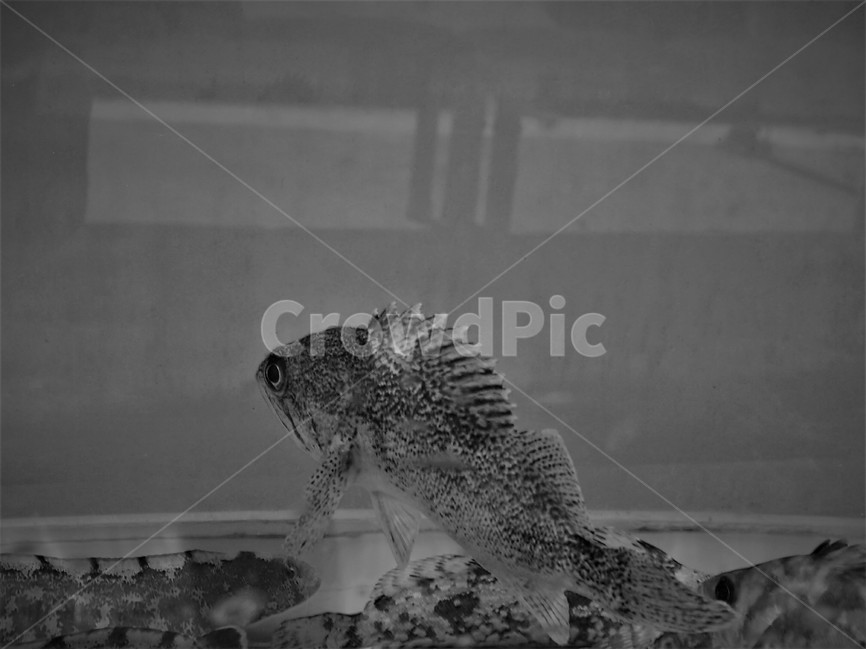 물고기,흑백,수조,어항,fish,monochrome,fishtank,동물,animal,어류,물고기,fish,흑백,모노톤,monochrome,black and white