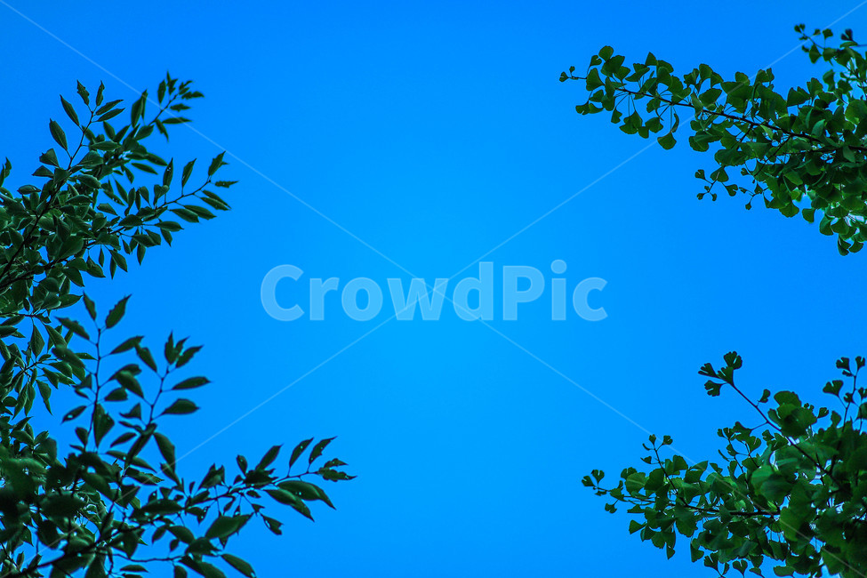 나무,하늘,잎,tree,maple,자연,풍경,nature,landscape,식물,plants