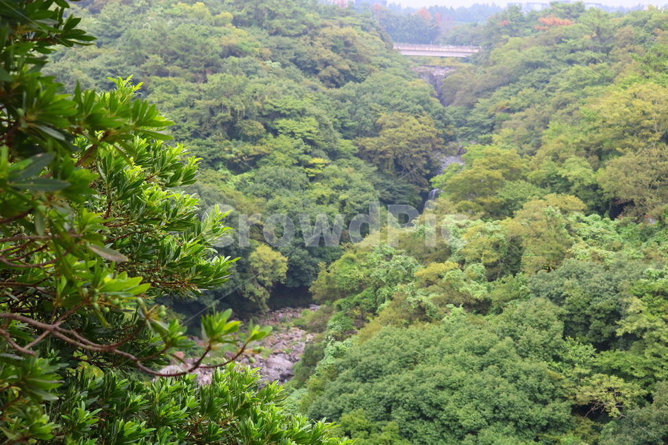 나무,계곡,자연,풍경,식물,자연,풍경,nature,landscape,vegetation,초목,plant,rainforest,열대 우림,tree,outdoors,옥외,land,땅,jungle,밀림