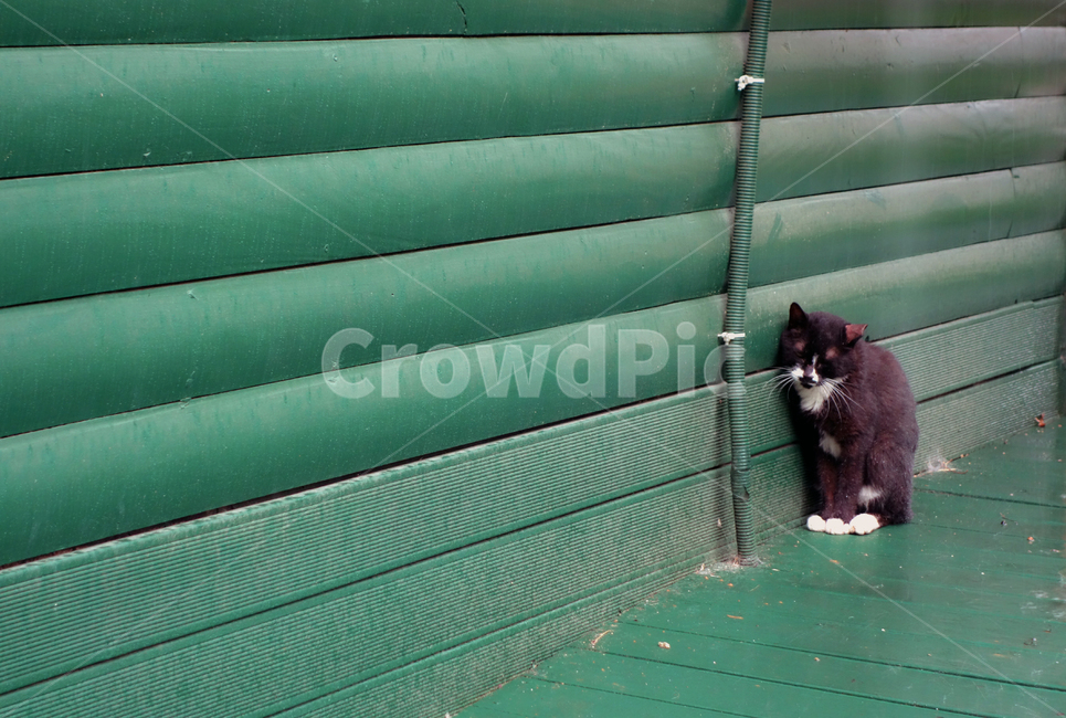 검은고양이,녹색,고양이,cat,green