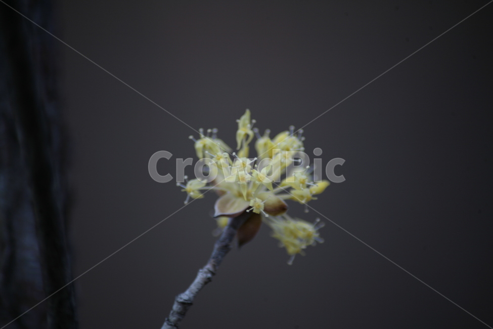 산수유,나무,산수유나무,노란꽃,봄꽃,식물,자연,plants,nature,꽃,flower