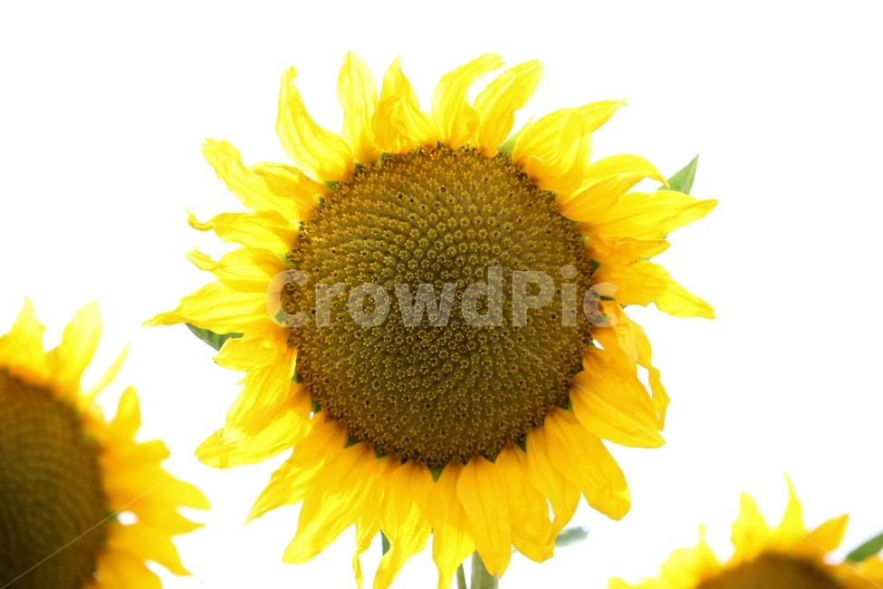 해바라기,노란색,꽃,식물,plant,flower,식물,자연,plants,nature,꽃,flower