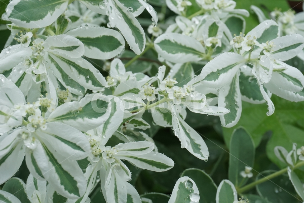 설악초,식물,시골,이슬,꽃,초록,식물,자연,plants,nature