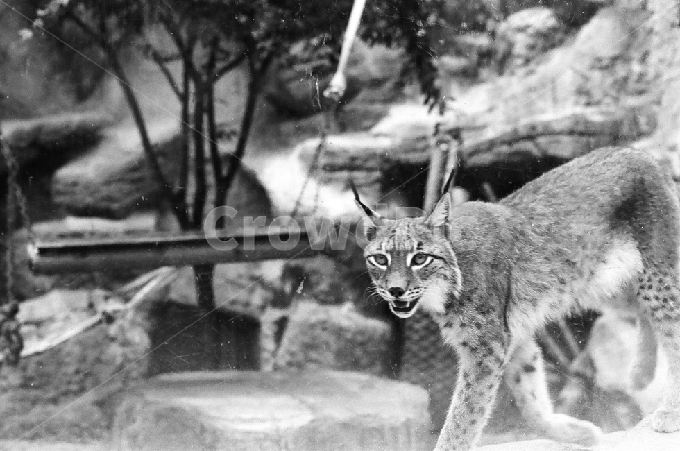 동물원,흑백사진,필름사진,표범,삵,animal,동물배경,동물,puma,leopard,동물,animal,포유류,mammal,흑백,모노톤,monochrome,black and white