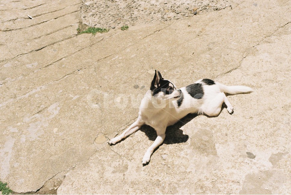 강아지,치와와,점박이강아지,dog,chiwhawha,puppy,개,동물,animal,포유류,mammal,개,강아지,dog,doggy