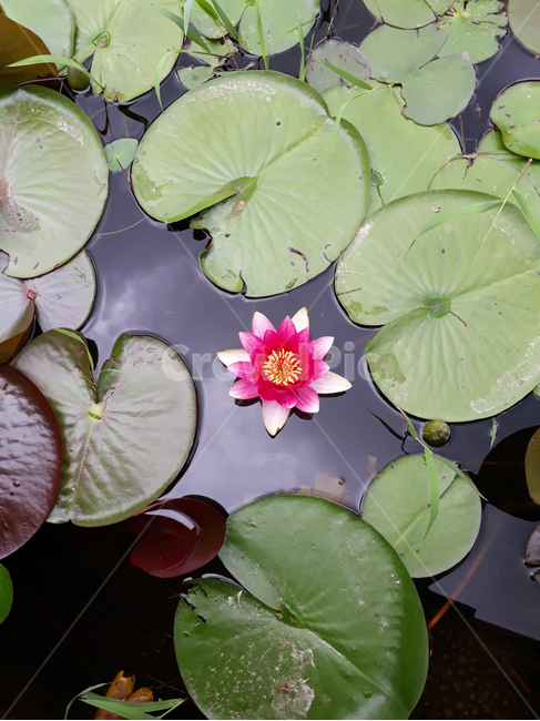 연꽃,자연,물,호수,나뭇잎,flower
