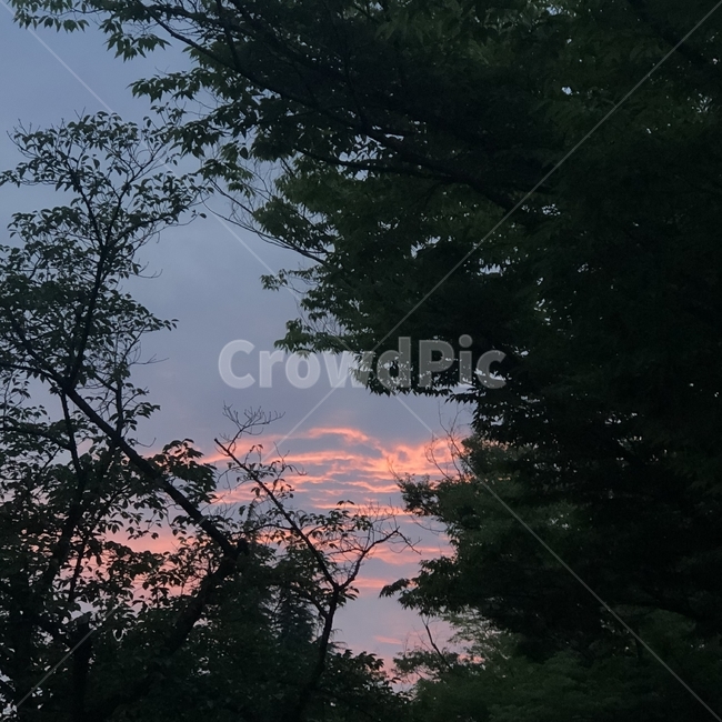 하늘,노을,나무,풍경,붉은노을