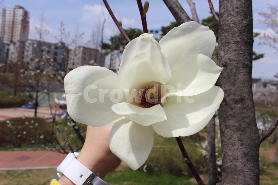 꽃,flower,봄,봄꽃,목련,magnolia,spring