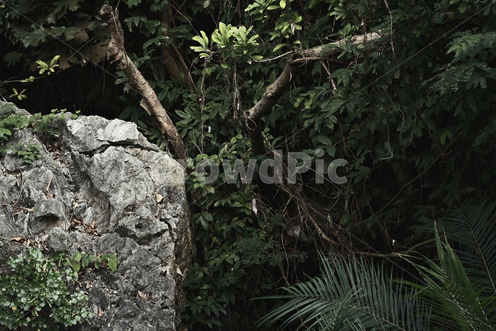 바위,나무,자연,rock,tree,nature,자연,풍경,nature,landscape,plant,식물