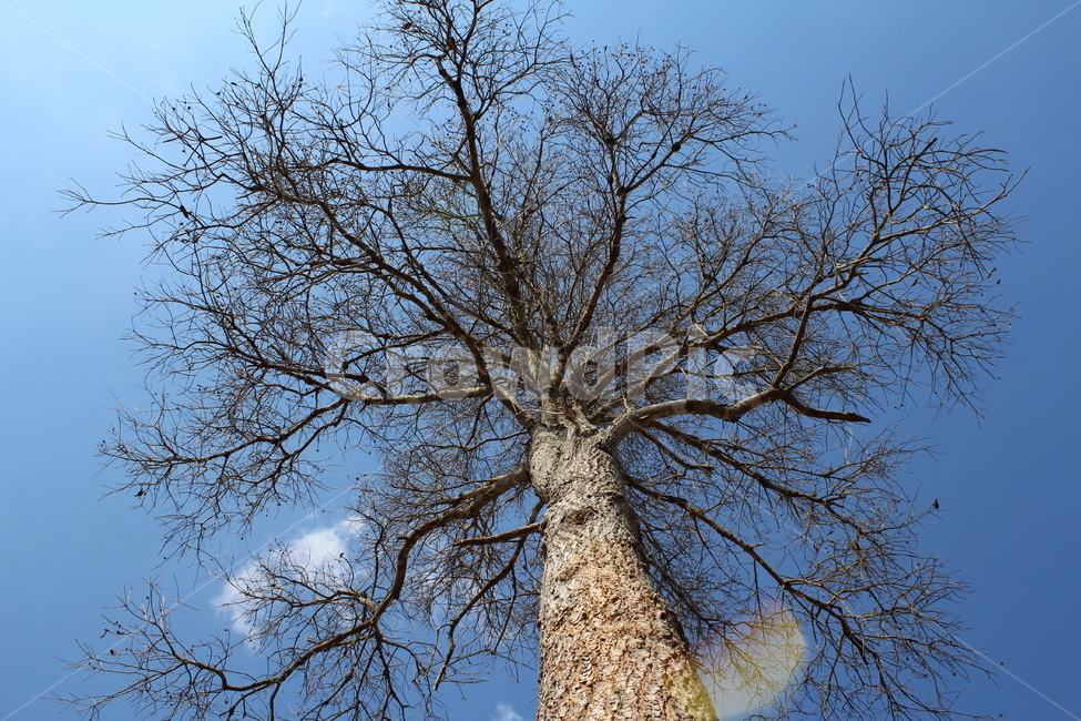 나무,tree,falltree,가을나무,가을