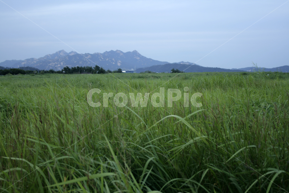 식물,plants,nature,억새,여름,공원,자연,풍경,nature,landscape,outdoors,옥외,grassland,목초지,field,들,plant,grass,잔디,paddy field,패디 필드,vegetation,초목